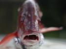 Red Snapper auf dem Weber Grill - Rezept