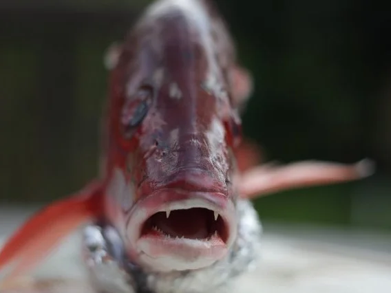 Rezept: Red Snapper auf dem Weber Grill Bild Nr. 2 Red Snapper auf dem Weber Grill - Rezept - Bild Nr. 2