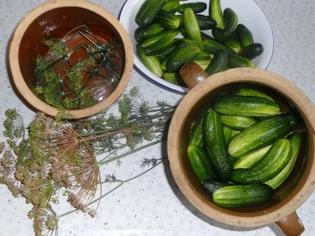 "Oma - Friede`s" Salzgurken, im Steintopf eingelegt. (Rzpt. um 1900) - Rezept