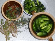 "Oma - Friede`s" Salzgurken, im Steintopf eingelegt. (Rzpt. um 1900) - Rezept