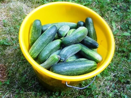 "Oma - Friede`s" Salzgurken, im Steintopf eingelegt. (Rzpt. um 1900) - Rezept - Bild Nr. 4