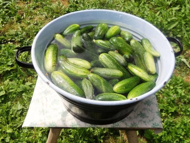 "Oma - Friede`s" Salzgurken, im Steintopf eingelegt. (Rzpt. um 1900) - Rezept - Bild Nr. 5