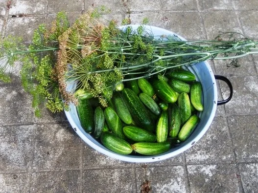 "Oma - Friede`s" Salzgurken, im Steintopf eingelegt. (Rzpt. um 1900) - Rezept - Bild Nr. 6
