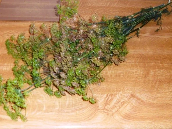 "Oma - Friede`s" Salzgurken, im Steintopf eingelegt. (Rzpt. um 1900) - Rezept - Bild Nr. 7