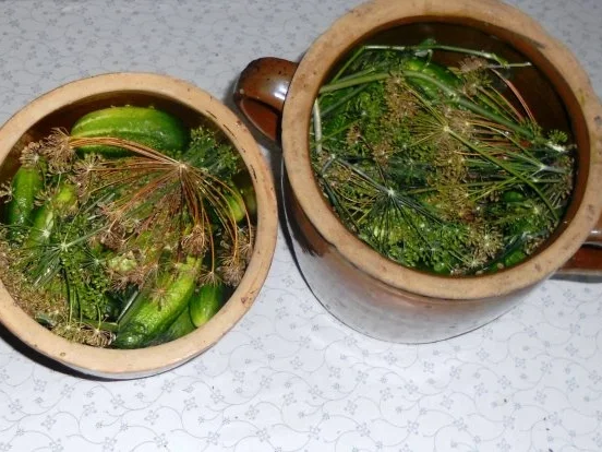 "Oma - Friede`s" Salzgurken, im Steintopf eingelegt. (Rzpt. um 1900) - Rezept - Bild Nr. 12