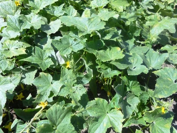 "Oma - Friede`s" Salzgurken, im Steintopf eingelegt. (Rzpt. um 1900) - Rezept - Bild Nr. 2