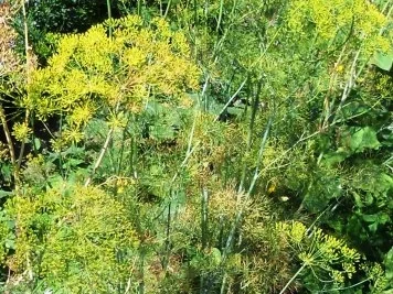"Oma - Friede`s" Salzgurken, im Steintopf eingelegt. (Rzpt. um 1900) - Rezept - Bild Nr. 3