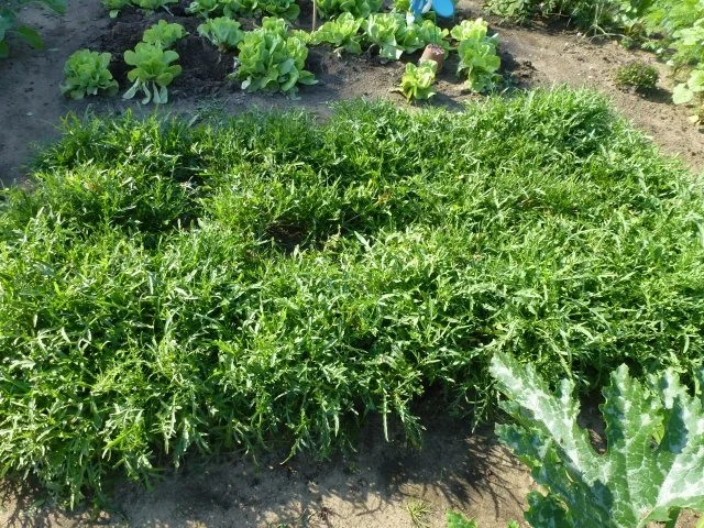 Rezept: Wilde Rauke Burger Bild Nr. 3 Wilde Rauke Burger - Rezept - Bild Nr. 3