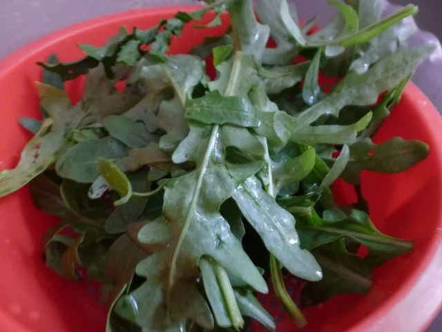 Rezept: Wilde Rauke Burger Bild Nr. 4 Wilde Rauke Burger - Rezept - Bild Nr. 4