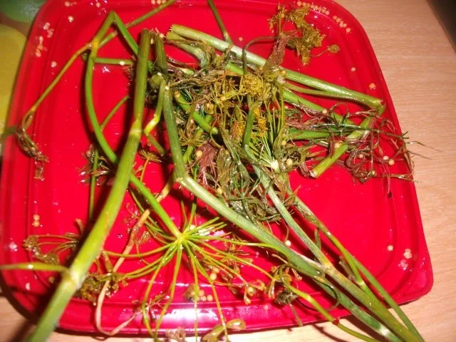 Einmachen - Schnelle Gewürzgurken in Scheiben - Rezept - Bild Nr. 10