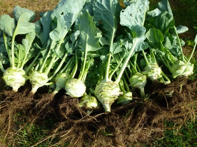 Rezept: Würzige panierte Kohlrabihalbmonde Bild Nr. 3 Würzige panierte Kohlrabihalbmonde - Rezept - Bild Nr. 3