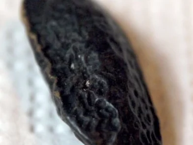 Rezept: Tonka-Crepes mit Apfel-Karamell-Minz-Füllung Bild Nr. 3 Tonka-Crepes mit Apfel-Karamell-Minz-Füllung - Rezept - Bild Nr. 3