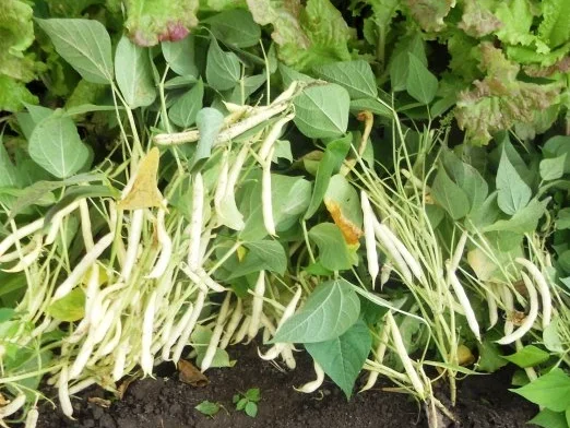 "Oma - Friede`s" einfacher, frischer Wachsbohnensalat (Rzpt. um 1939) - Rezept - Bild Nr. 2