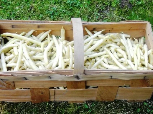 "Oma - Friede`s" einfacher, frischer Wachsbohnensalat (Rzpt. um 1939) - Rezept - Bild Nr. 3