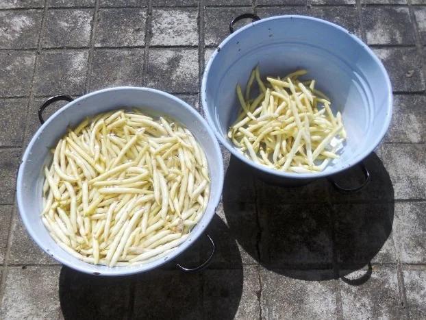 "Oma - Friede`s" einfacher, frischer Wachsbohnensalat (Rzpt. um 1939) - Rezept - Bild Nr. 4