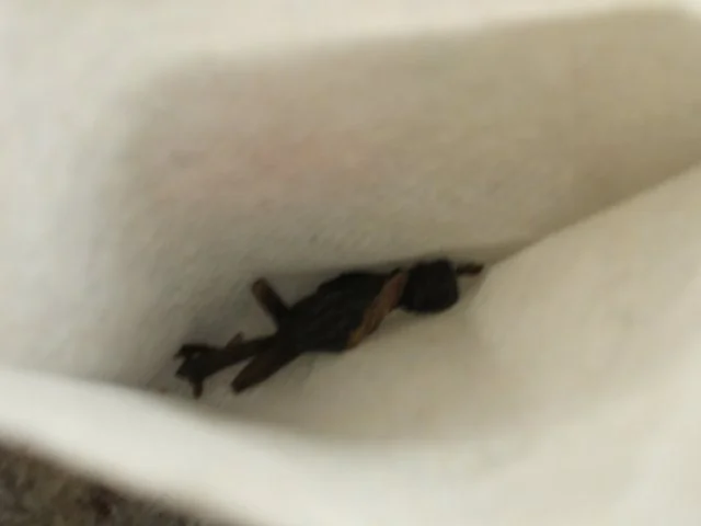 Vorrat: Powidl - Rezept - Bild Nr. 6