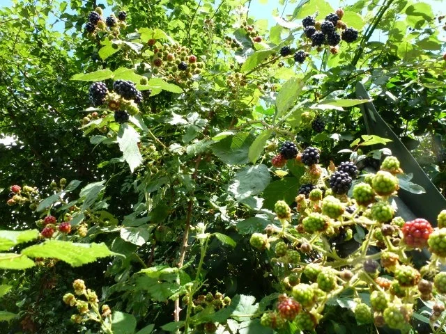 Fruchtiger Wackelpudding mit Vanillesauce - Rezept - Bild Nr. 7
