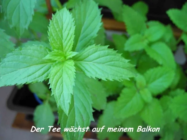 Rezept: Frischen Pfefferminztee Frischen Pfefferminztee - Rezept