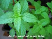 Frischen Pfefferminztee - Rezept