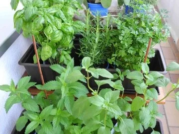 Rezept: Frischen Pfefferminztee Bild Nr. 2 Frischen Pfefferminztee - Rezept - Bild Nr. 2