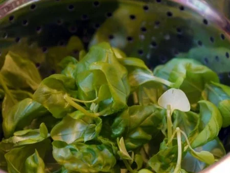 Rezept: Aprikosen-Kompott auf Basilikum-Creme Bild Nr. 2 Aprikosen-Kompott auf Basilikum-Creme - Rezept - Bild Nr. 2