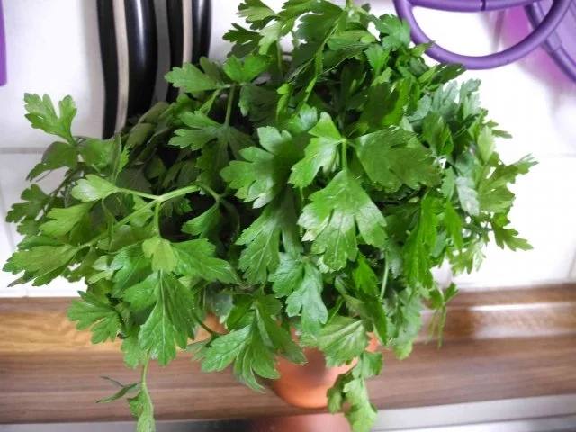 Beilage : Petersilien - Bratkartoffeln - Rezept - Bild Nr. 4