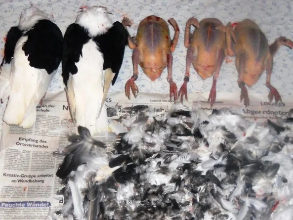 Rezept: "Oma - Friede`s" köstlich, zarter Taubenbraten in Sahnesauce. (Rzpt. um 1939) Bild Nr. 2 "Oma - Friede`s" köstlich, zarter Taubenbraten in Sahnesauce. (Rzpt. um 1939) - Rezept - Bild Nr. 2