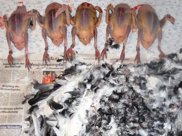 Rezept: "Oma - Friede`s" köstlich, zarter Taubenbraten in Sahnesauce. (Rzpt. um 1939) Bild Nr. 3 "Oma - Friede`s" köstlich, zarter Taubenbraten in Sahnesauce. (Rzpt. um 1939) - Rezept - Bild Nr. 3