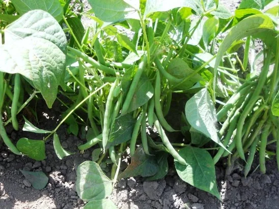 Zarte Prinzessbohnen à la "Oòrndrasch", mit Mandel - Semmelbutter. (Rzpt. um 1976) - Rezept - Bild Nr. 2