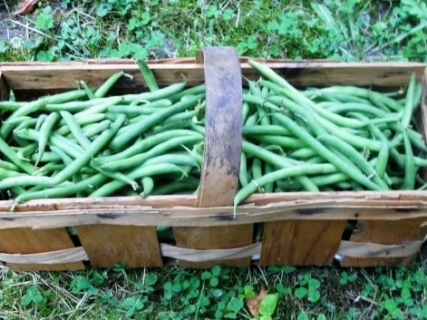 Zarte Prinzessbohnen à la "Oòrndrasch", mit Mandel - Semmelbutter. (Rzpt. um 1976) - Rezept - Bild Nr. 3