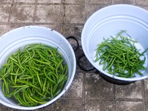 Zarte Prinzessbohnen à la "Oòrndrasch", mit Mandel - Semmelbutter. (Rzpt. um 1976) - Rezept - Bild Nr. 5