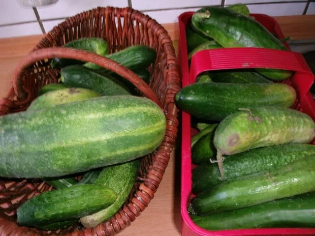 Rezept: Senfgurken (Schluppergurken)nach Oma´s Rezept Bild Nr. 3 Senfgurken (Schluppergurken)nach Oma´s Rezept - Rezept - Bild Nr. 3