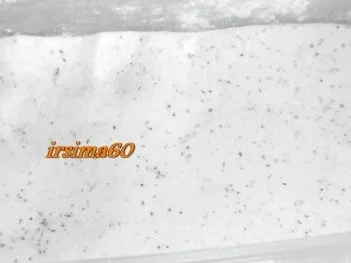 Rosmarin Zucker - Rezept