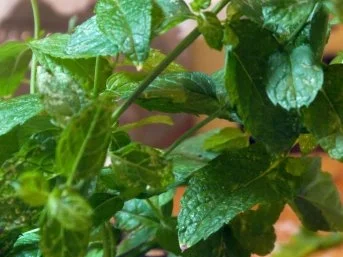 Minzbouletten mit Knoblauchdip, dazu gebratener Blumenkohl und Brotchips - Rezept - Bild Nr. 10