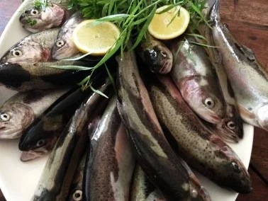 Forelle meets Kräuter und Tomatenbutter - Rezept - Bild Nr. 2