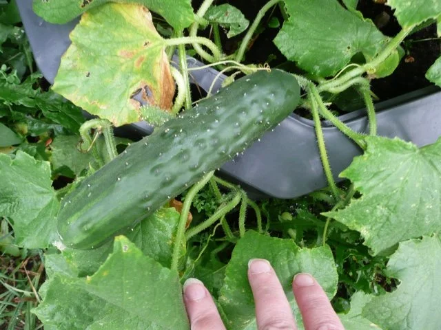 Einkochen 2. Variante - Rezept