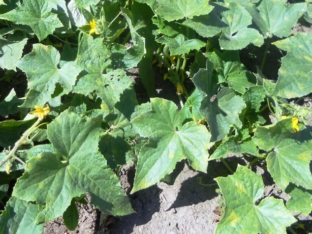 "Oma - Friede`s" Delikateßgurken im Gärtopf eingelegt. (Rzpt. um 1939) - Rezept - Bild Nr. 2