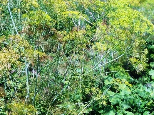 "Oma - Friede`s" Delikateßgurken im Gärtopf eingelegt. (Rzpt. um 1939) - Rezept - Bild Nr. 3