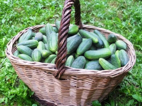 "Oma - Friede`s" Delikateßgurken im Gärtopf eingelegt. (Rzpt. um 1939) - Rezept - Bild Nr. 4