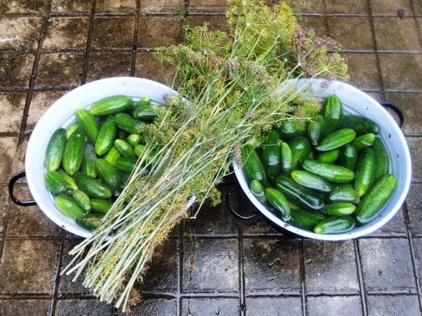 "Oma - Friede`s" Delikateßgurken im Gärtopf eingelegt. (Rzpt. um 1939) - Rezept - Bild Nr. 5