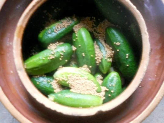 "Oma - Friede`s" Delikateßgurken im Gärtopf eingelegt. (Rzpt. um 1939) - Rezept - Bild Nr. 12