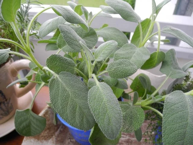 Frischen Salbeitee - Rezept