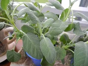 Frischen Salbeitee - Rezept