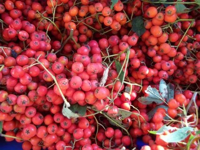 Vogelbeer-Likör - Rezept