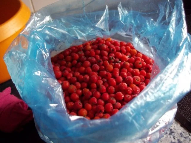 Vogelbeer-Likör - Rezept - Bild Nr. 3