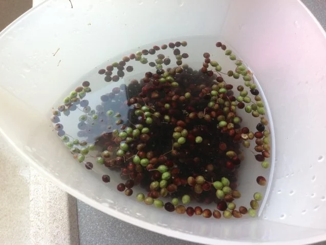 Rezept: Leckerer Holunderbeersirup frisch&fruchtig zur Saison Probierportion Bild Nr. 2 Leckerer Holunderbeersirup frisch&fruchtig zur Saison Probierportion - Rezept - Bild Nr. 2