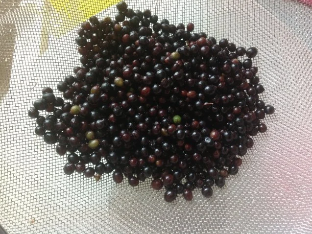 Rezept: Leckerer Holunderbeersirup frisch&fruchtig zur Saison Probierportion Bild Nr. 3 Leckerer Holunderbeersirup frisch&fruchtig zur Saison Probierportion - Rezept - Bild Nr. 3