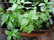 Pfefferminz - Petersilien - Pesto - Rezept