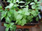 Pfefferminz - Petersilien - Pesto - Rezept