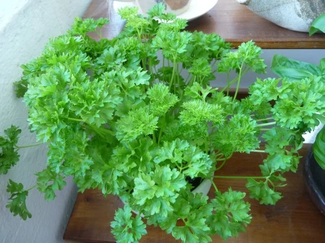 Pfefferminz - Petersilien - Pesto - Rezept - Bild Nr. 2